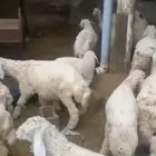 طليان
