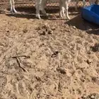 مراح معزه مطورات بيض