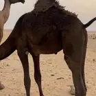 للبيع قعود