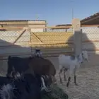 معز مضاريع رفحاء