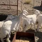 رخال للبيع