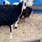 غنم نجد صافيه طيبه