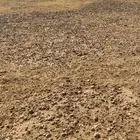 لقحه مقرب وضحاء الطيبة