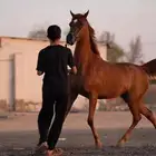 خيل