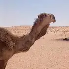جمل ولد المتحدي
