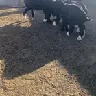 رخال نجد مقفله شحم جذعات