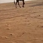 قعود اصفر كفو لقي داخل جذع