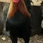 ديك ودجاج عربي ترثه تاج أفرق