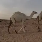 للبيع نياق لقحات