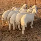 بهم حري العدد 7 خروف صافي(بيعت)