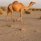 عرض لهل العمانيات عمانيه ابوها الباز بعير الخيارين