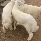 خرفان هرافى سمان ومشروطه