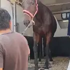 للبيع خيل انتاج اسمه واعظه