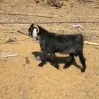 تيس عارضي