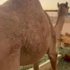 قعدان للبيع