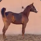 مهر واهو