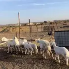 3تحتها 3 بهم