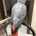 ببغاء
