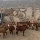معزاء حص جم بفحلها 15