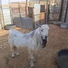 تيس فحل قريع