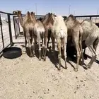حشو قصب وتربيه
