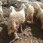 طليان حري وتيوس عوارض وبيشي