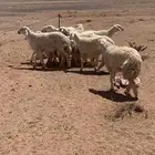 غنم حريات 14 فيها 6 مواليد عيالها رخال