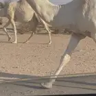 ضروبة للبيع