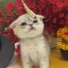 قطط