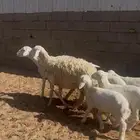 حريات حرش متاويم