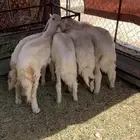 3 خرفان ورخلين سمان فل الفل