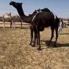 خلفه مجهم منيحه حليبها وافر وحالي تحتها بكره