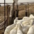 بهم طليان ورخال