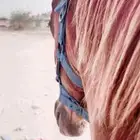 مهر شعبي