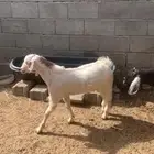 اذكروا الله وصلوا على النبي. تيس عارضي صنف مشروع فحل