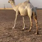 ضريبه وضحاء للبيع