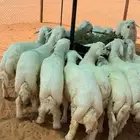 بهم حري للبيع