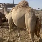 ملاقي بكره طيبه جرم وطول ما شاءالله