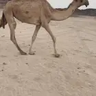 عشراء طيبه وحقه طيبه