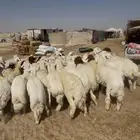 حريات جبر ووسط ونعيم جبر ووسط