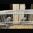 زوج روز منتج