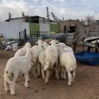 حري ونعيم تيوس شي فأخر تو جاي من القصيم