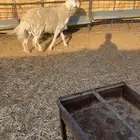 طلي فحل صنف