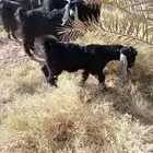 تيس جذع عارضي للبيع