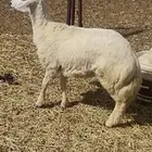 خرفان