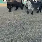 جفرات عوارضض خصصصم