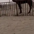 بعير فحل كفو من سلاله الجيشي