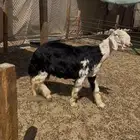 جذع نجدي صنف