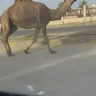 للبيع لقحه طيبه سديس لها 8 شهور