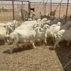 بهم حري العدد 29